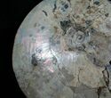 Placenticeras Ammonite - South Dakota #6098-4